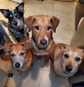 Dogs Looking For their Master