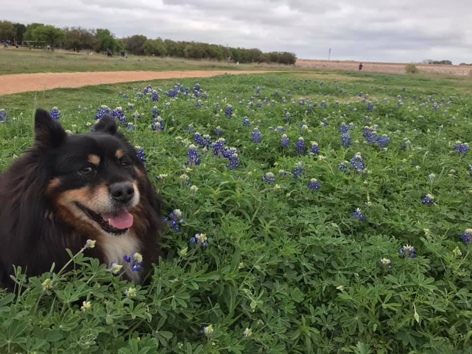 Boots the Dog In Bluebonnets